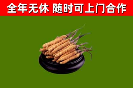 阜新回收散虫草